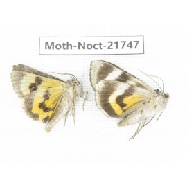 Noctuidae sp. China, Heilongjiang, Mudanjiang. 2Pcs. Moth-Noct-21747.