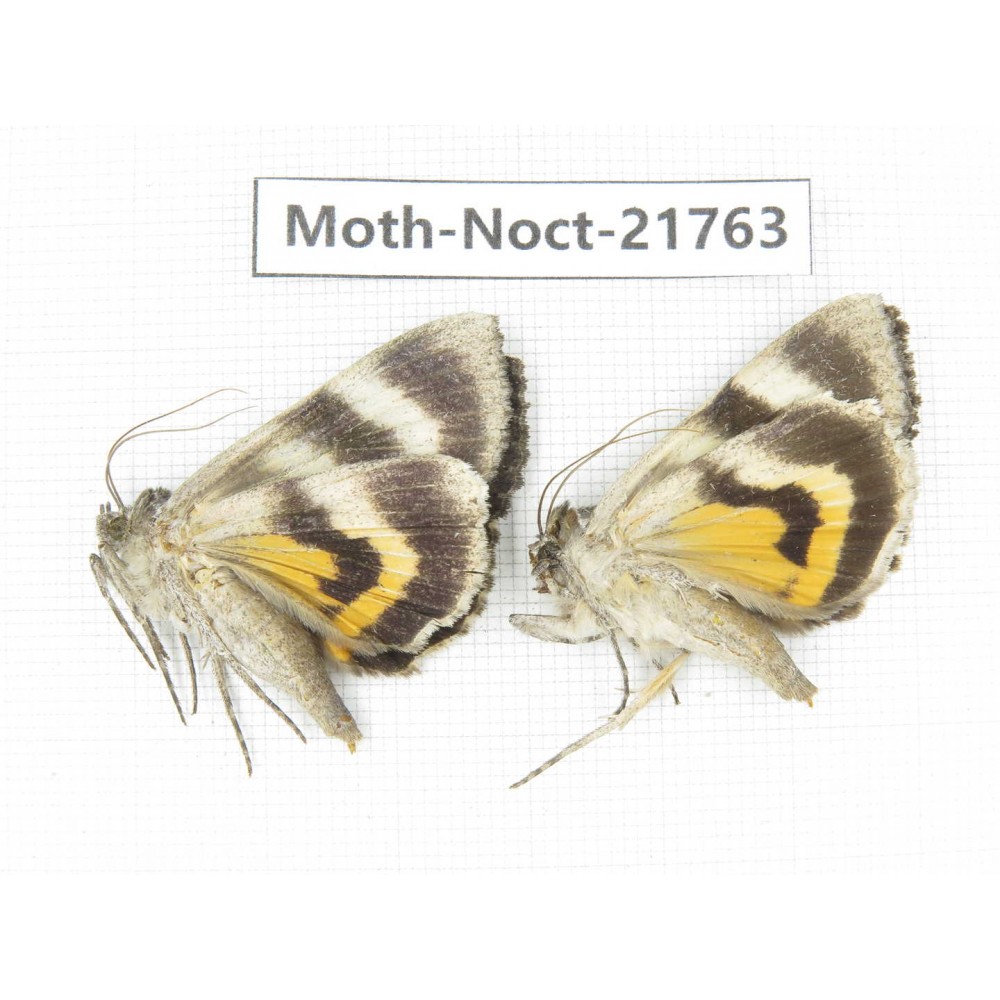 Noctuidae sp. China, Heilongjiang, Mudanjiang. 2Pcs. Moth-Noct-21763.