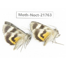 Noctuidae sp. China, Heilongjiang, Mudanjiang. 2Pcs. Moth-Noct-21763.