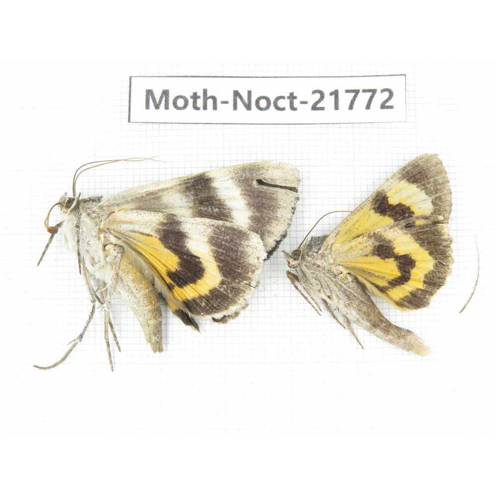 Noctuidae sp. China, Heilongjiang, Mudanjiang. 2Pcs. Moth-Noct-21772.