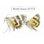 Noctuidae sp. China, Heilongjiang, Mudanjiang. 2Pcs. Moth-Noct-21772.