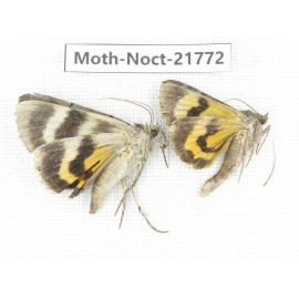 Noctuidae sp. China, Heilongjiang, Mudanjiang. 2Pcs. Moth-Noct-21772.