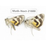 Noctuidae sp. China, Heilongjiang, Mudanjiang. 2Pcs. Moth-Noct-21800.