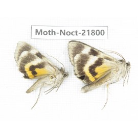 Noctuidae sp. China, Heilongjiang, Mudanjiang. 2Pcs. Moth-Noct-21800.