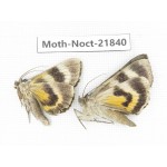 Noctuidae sp. China, Heilongjiang, Mudanjiang. 2Pcs. Moth-Noct-21840.