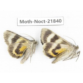 Noctuidae sp. China, Heilongjiang, Mudanjiang. 2Pcs. Moth-Noct-21840.