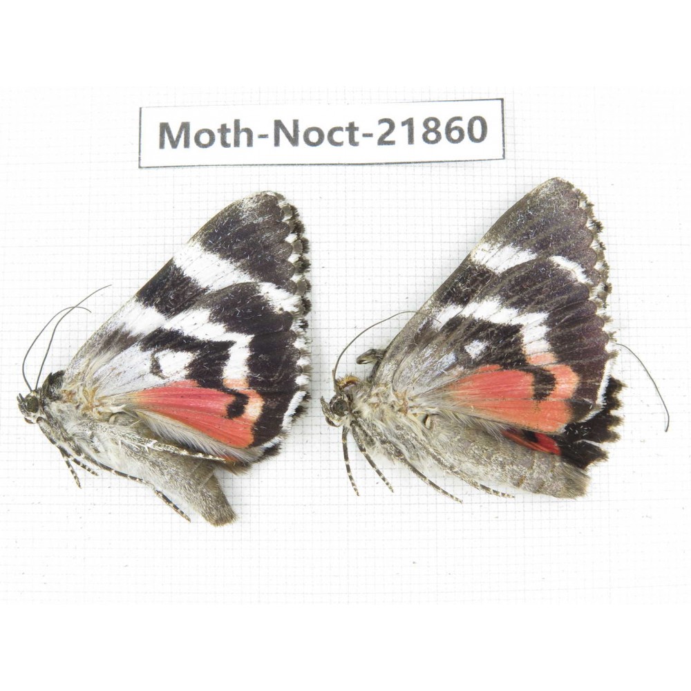 Noctuidae sp. China, Heilongjiang, Mudanjiang. 2Pcs. Moth-Noct-21860.