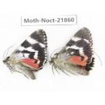 Noctuidae sp. China, Heilongjiang, Mudanjiang. 2Pcs. Moth-Noct-21860.