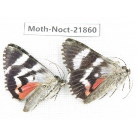 Noctuidae sp. China, Heilongjiang, Mudanjiang. 2Pcs. Moth-Noct-21860.