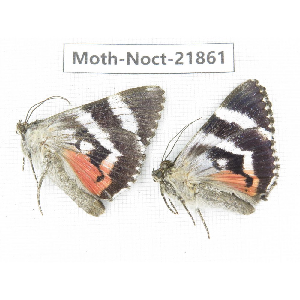 Noctuidae sp. China, Heilongjiang, Mudanjiang. 2Pcs. Moth-Noct-21861.