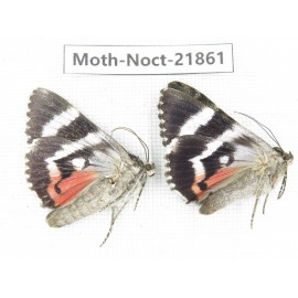 Noctuidae sp. China, Heilongjiang, Mudanjiang. 2Pcs. Moth-Noct-21861.