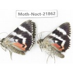 Noctuidae sp. China, Heilongjiang, Mudanjiang. 2Pcs. Moth-Noct-21862.
