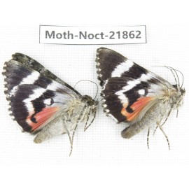 Noctuidae sp. China, Heilongjiang, Mudanjiang. 2Pcs. Moth-Noct-21862.