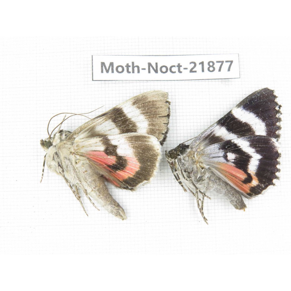 Noctuidae sp. China, Heilongjiang, Mudanjiang. 2Pcs. Moth-Noct-21877.