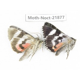 Noctuidae sp. China, Heilongjiang, Mudanjiang. 2Pcs. Moth-Noct-21877.