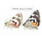 Noctuidae sp. China, Heilongjiang, Mudanjiang. 2Pcs. Moth-Noct-21882.