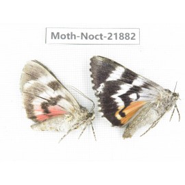 Noctuidae sp. China, Heilongjiang, Mudanjiang. 2Pcs. Moth-Noct-21882.