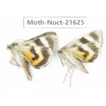 Noctuidae sp. China, Heilongjiang, Mudanjiang. 2Pcs. Moth-Noct-21625.