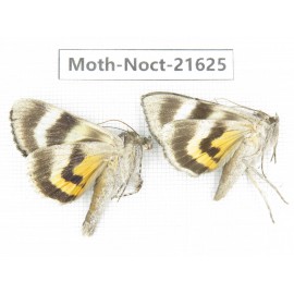 Noctuidae sp. China, Heilongjiang, Mudanjiang. 2Pcs. Moth-Noct-21625.