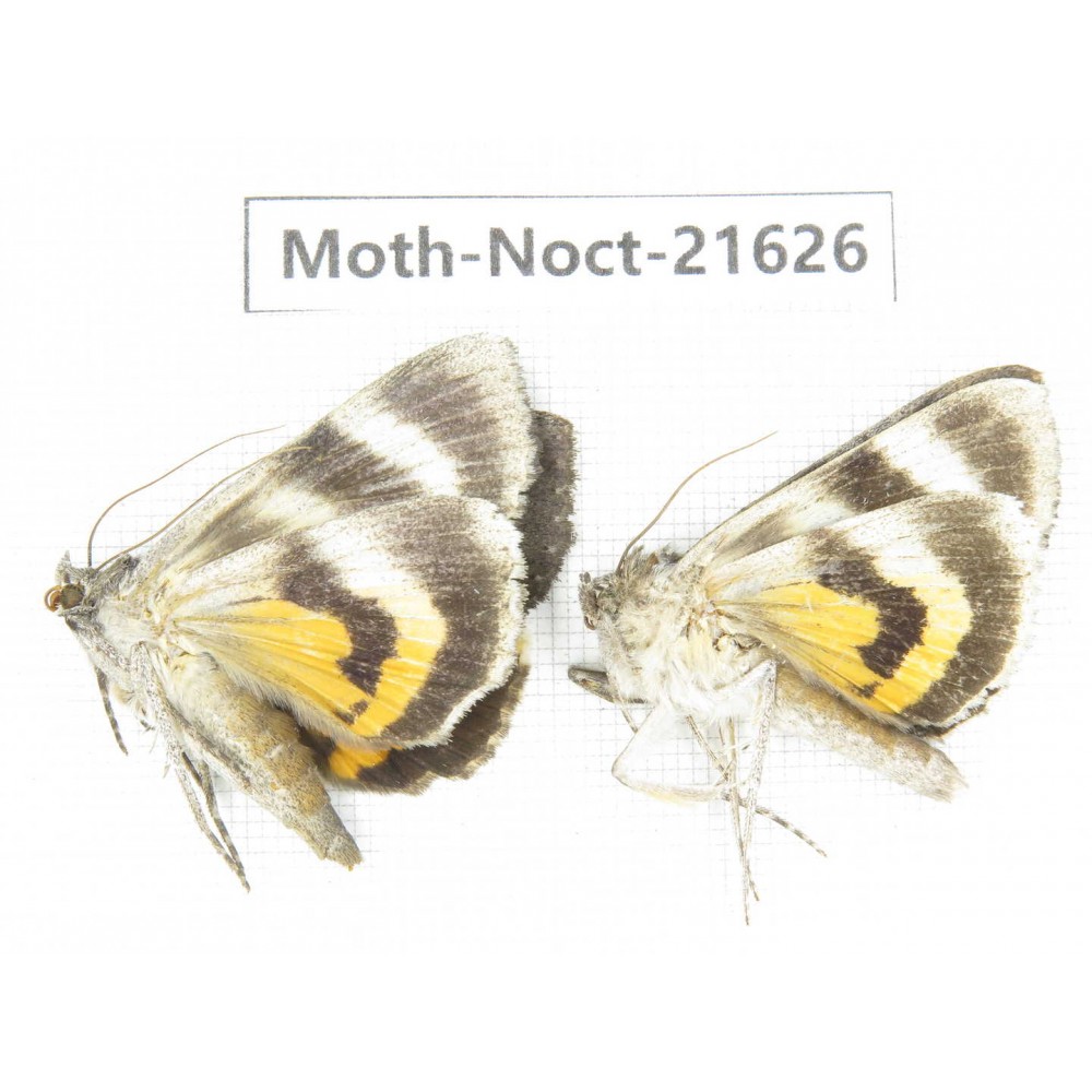 Noctuidae sp. China, Heilongjiang, Mudanjiang. 2Pcs. Moth-Noct-21626.