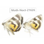 Noctuidae sp. China, Heilongjiang, Mudanjiang. 2Pcs. Moth-Noct-21626.