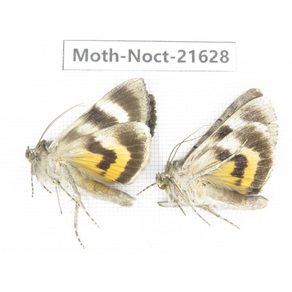 Noctuidae sp. China, Heilongjiang, Mudanjiang. 2Pcs. Moth-Noct-21628.