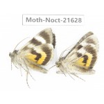 Noctuidae sp. China, Heilongjiang, Mudanjiang. 2Pcs. Moth-Noct-21628.