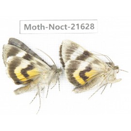 Noctuidae sp. China, Heilongjiang, Mudanjiang. 2Pcs. Moth-Noct-21628.