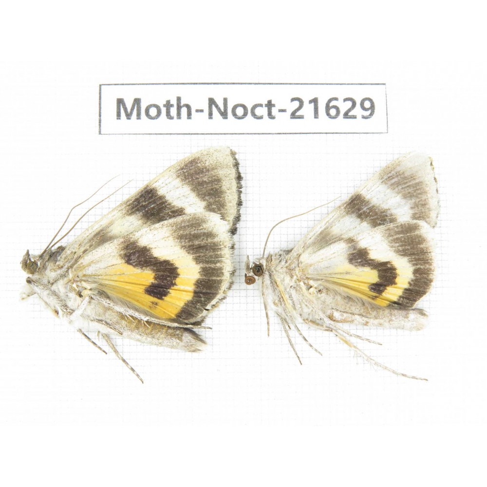 Noctuidae sp. China, Heilongjiang, Mudanjiang. 2Pcs. Moth-Noct-21629.