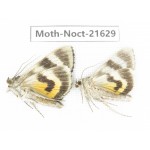 Noctuidae sp. China, Heilongjiang, Mudanjiang. 2Pcs. Moth-Noct-21629.