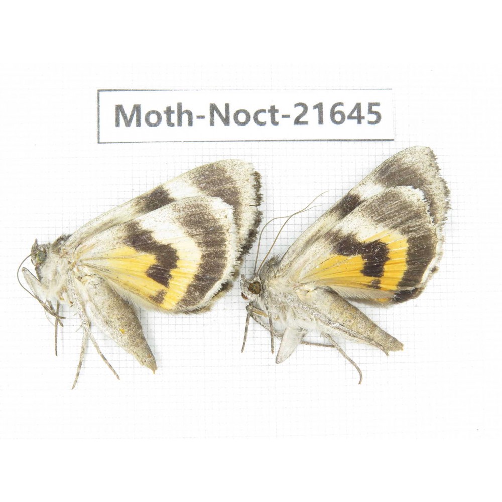 Noctuidae sp. China, Heilongjiang, Mudanjiang. 2Pcs. Moth-Noct-21645.