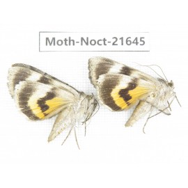 Noctuidae sp. China, Heilongjiang, Mudanjiang. 2Pcs. Moth-Noct-21645.