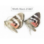 Noctuidae sp. China, Heilongjiang, Mudanjiang. 2Pcs. Moth-Noct-21887.