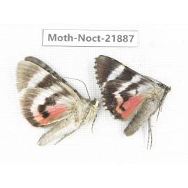 Noctuidae sp. China, Heilongjiang, Mudanjiang. 2Pcs. Moth-Noct-21887.