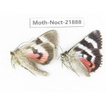 Noctuidae sp. China, Heilongjiang, Mudanjiang. 2Pcs. Moth-Noct-21888.