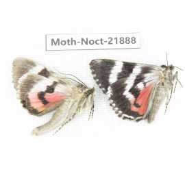 Noctuidae sp. China, Heilongjiang, Mudanjiang. 2Pcs. Moth-Noct-21888.