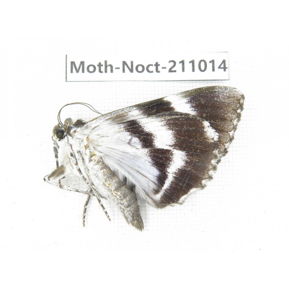 Noctuidae sp. China, Tibet, Linzhi, Bomi county. 1Pcs. Moth-Noct-211014.