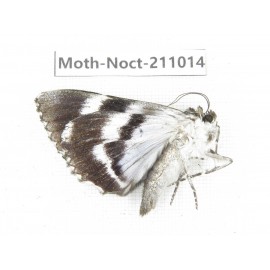 Noctuidae sp. China, Tibet, Linzhi, Bomi county. 1Pcs. Moth-Noct-211014.