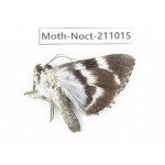 Noctuidae sp. China, Tibet, Linzhi, Bomi county. 1Pcs. Moth-Noct-211015.