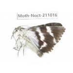 Noctuidae sp. China, Tibet, Linzhi, Bomi county. 1Pcs. Moth-Noct-211016.