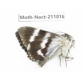 Noctuidae sp. China, Tibet, Linzhi, Bomi county. 1Pcs. Moth-Noct-211016.