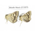 Noctuidae sp. China, Tibet, Linzhi, Bomi county. 2Pcs. Moth-Noct-211075.