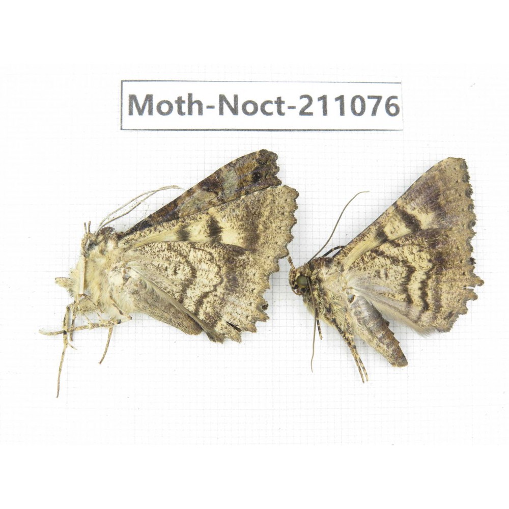 Noctuidae sp. China, Tibet, Linzhi, Bomi county. 2Pcs. Moth-Noct-211076.