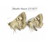 Noctuidae sp. China, Tibet, Linzhi, Bomi county. 2Pcs. Moth-Noct-211077.