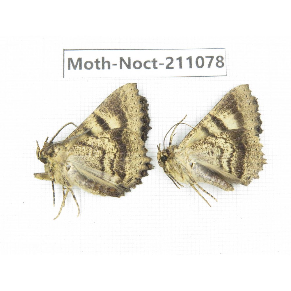 Noctuidae sp. China, Tibet, Linzhi, Bomi county. 2Pcs. Moth-Noct-211078.