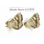 Noctuidae sp. China, Tibet, Linzhi, Bomi county. 2Pcs. Moth-Noct-211078.