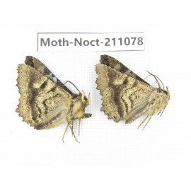 Noctuidae sp. China, Tibet, Linzhi, Bomi county. 2Pcs. Moth-Noct-211078.