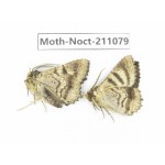 Noctuidae sp. China, Tibet, Linzhi, Bomi county. 2Pcs. Moth-Noct-211079.