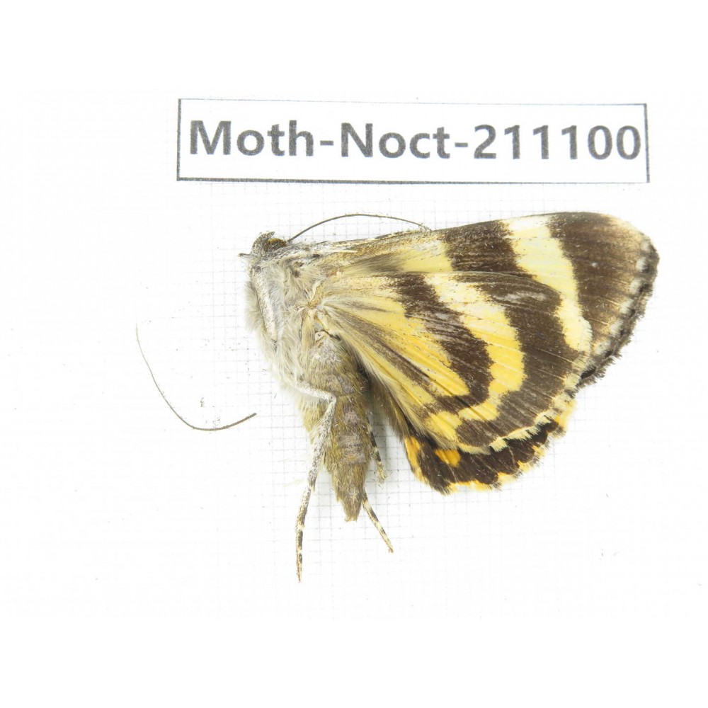 Noctuidae sp. China, Tibet, Linzhi, Bomi county. 1Pcs. Moth-Noct-211100.