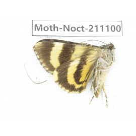 Noctuidae sp. China, Tibet, Linzhi, Bomi county. 1Pcs. Moth-Noct-211100.